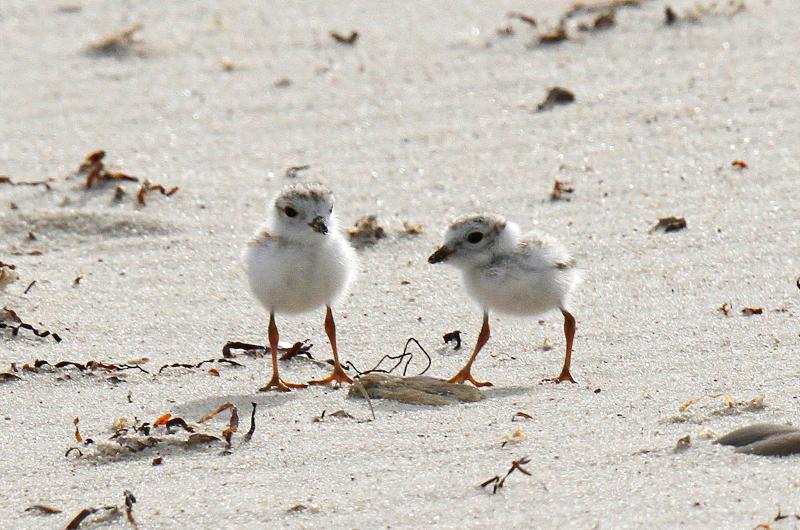 Piping plovers.