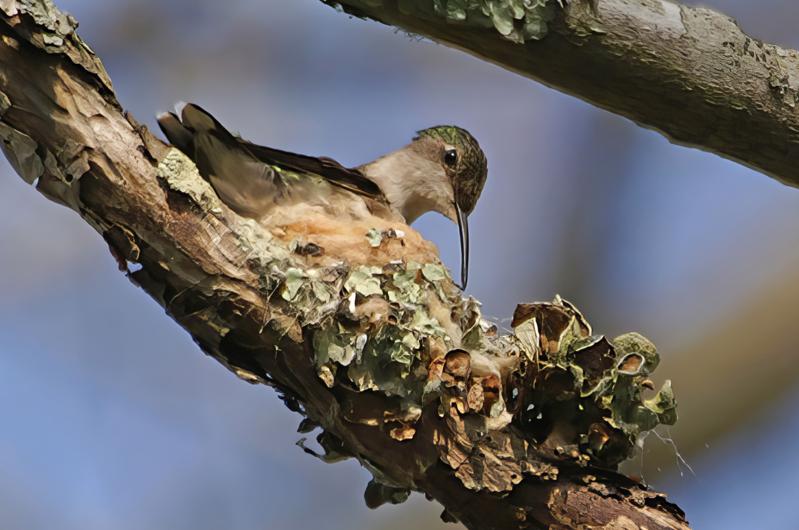 Ruby-throated hummingbird.