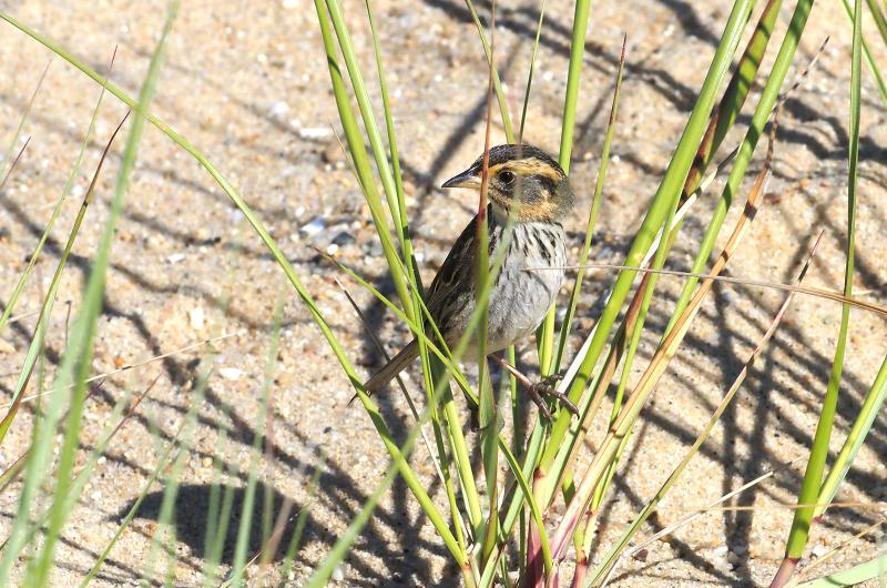 Saltmarsh sparrow.