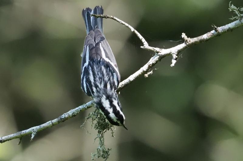 Black and white warbler.
