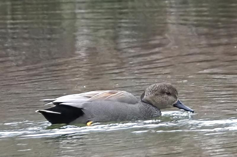Gadwall.