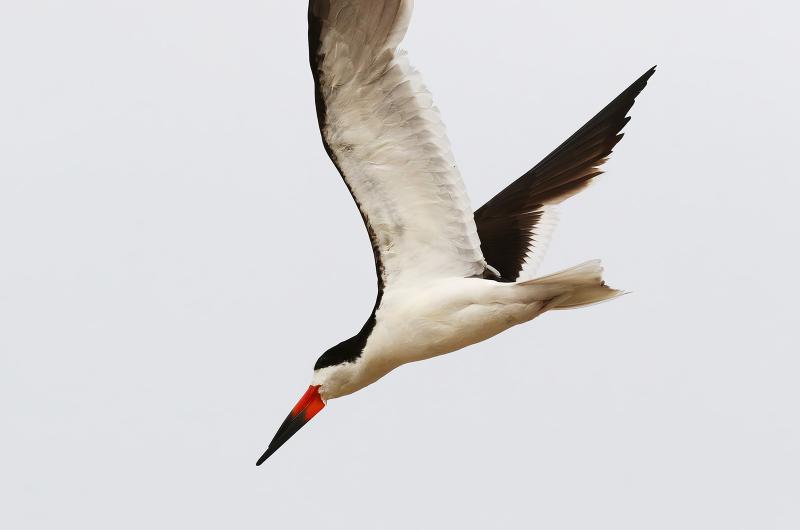 Black skimmer.