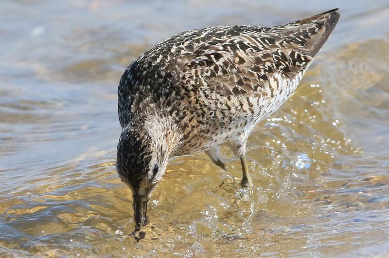 Short-billed dowitcher.