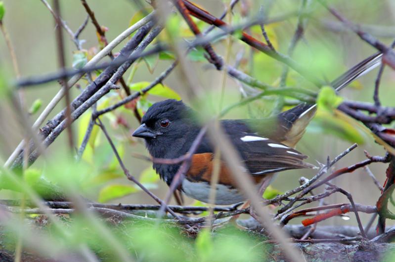Eastern towhee.