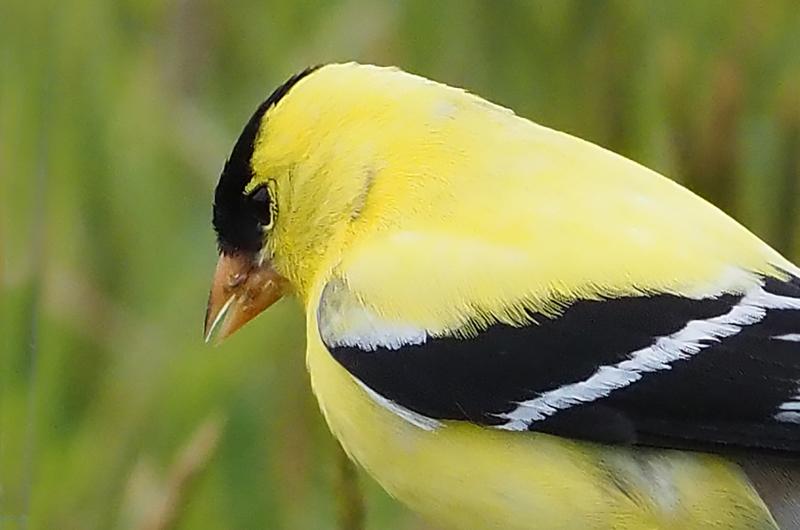 American goldfinch.