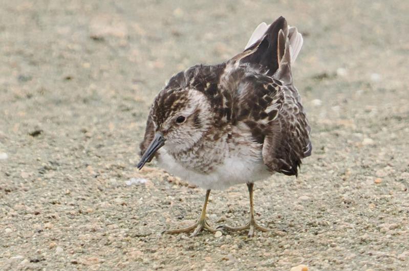 Least sandpiper.