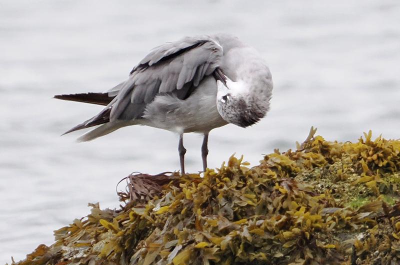 Laughing gull.