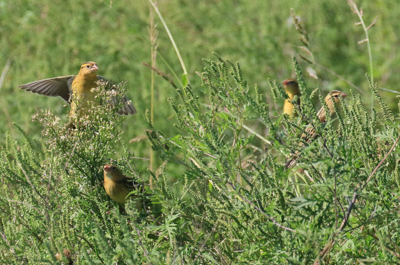 Bobolinks.