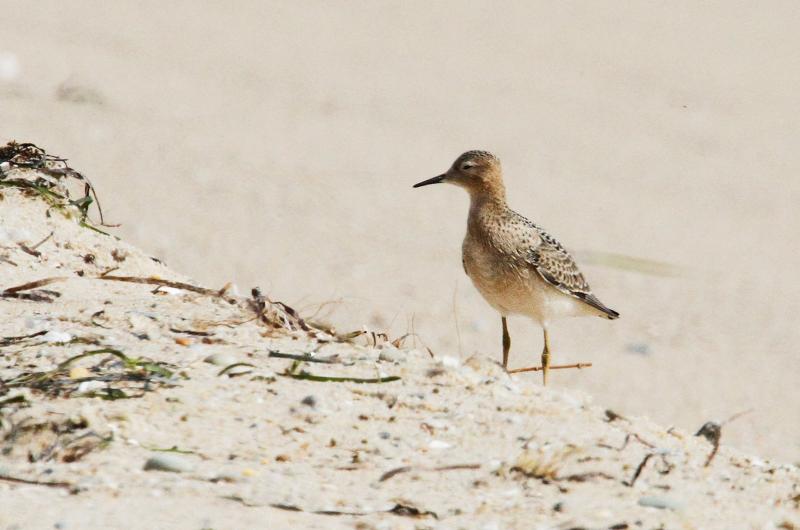 Buff-breasted sandpiper.