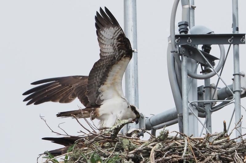 Ospreys.