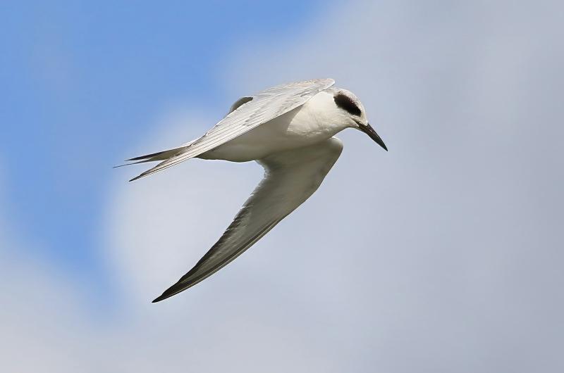 Forster's tern.