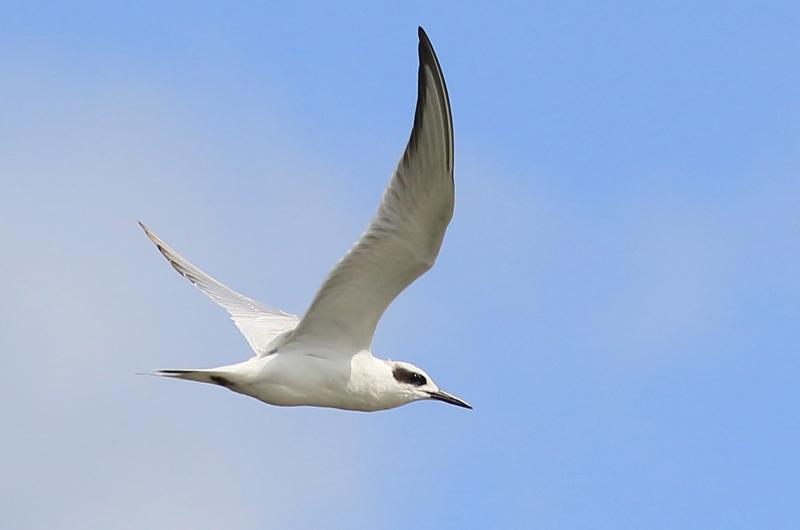 Forster's tern.