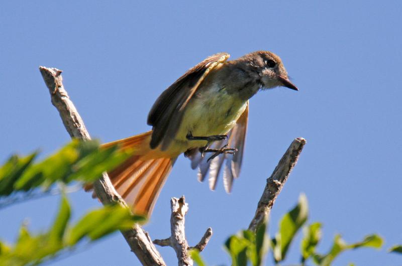 Great crested flycatcher.