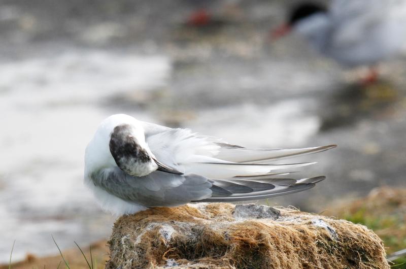 Arctic tern.