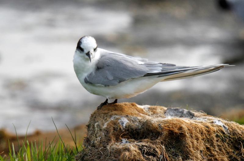 Arctic tern.