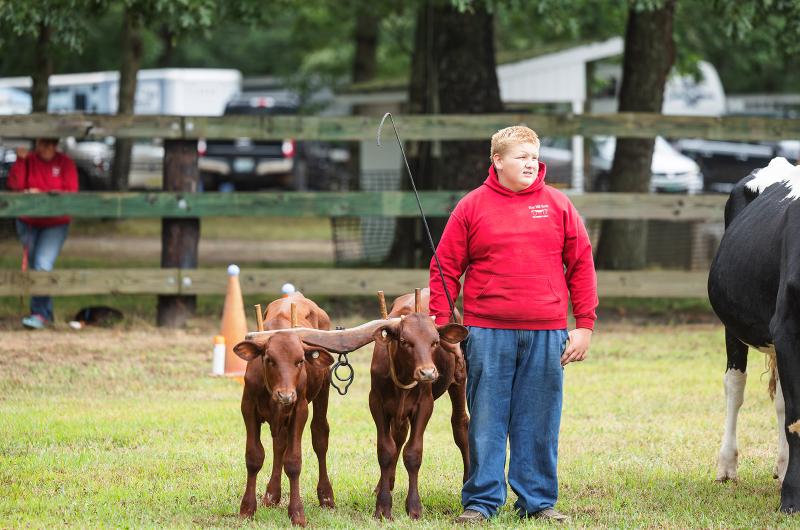 Young cowpokes working with their cattle.