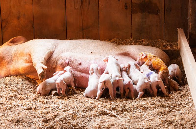 New piglets were born in the barn.