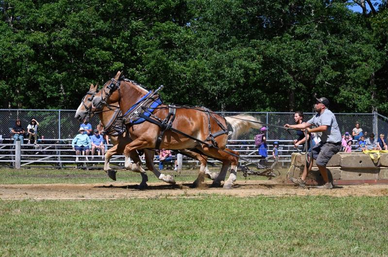 The draft horse pull is a fair tradition.