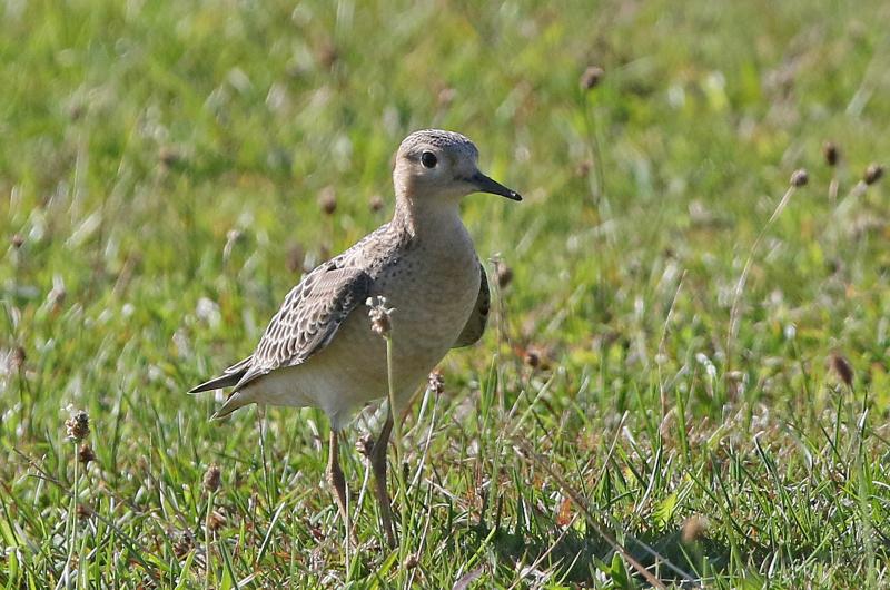 Buff-breasted sandpiper.