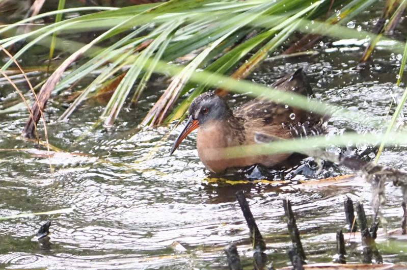 Virginia rail.