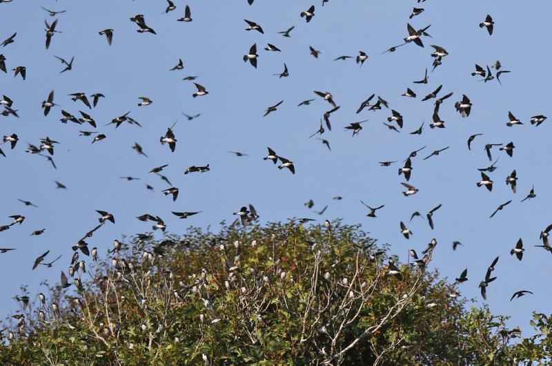 Tree swallows.