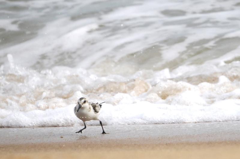 Sanderling.