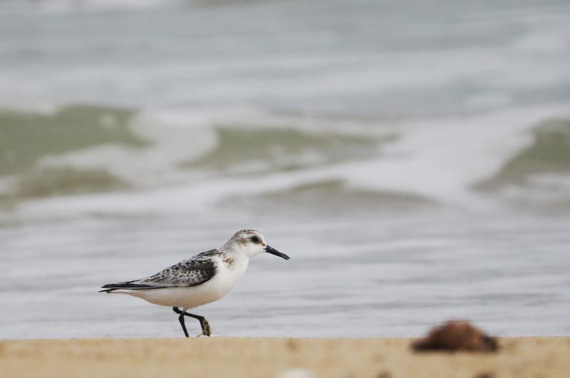 Sanderling.