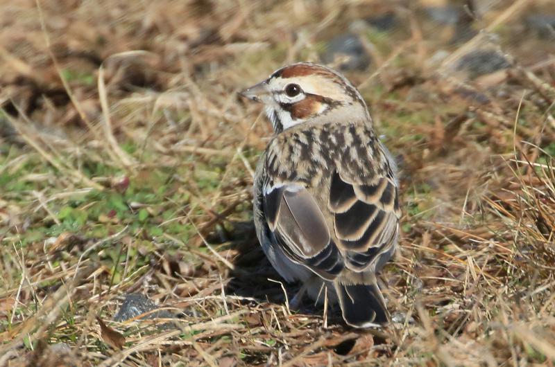 Lark sparrow.