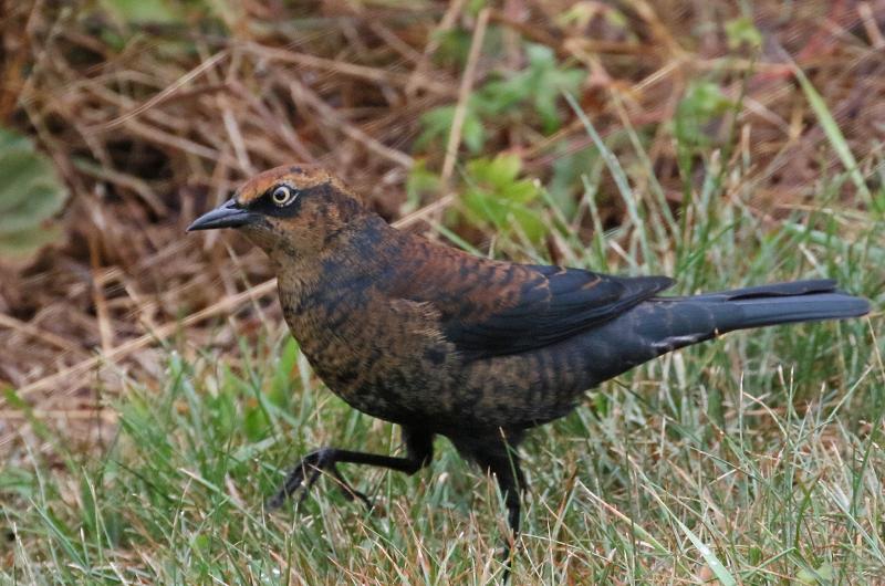 Rusty blackbird.