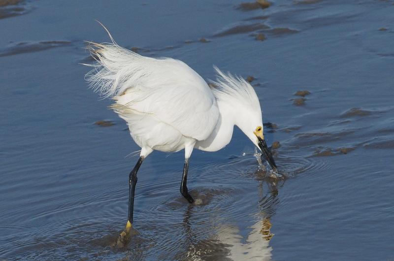 Snwoy egret.
