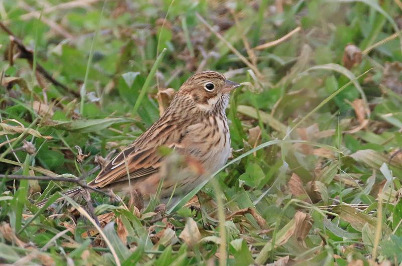 Vesper sparrow.