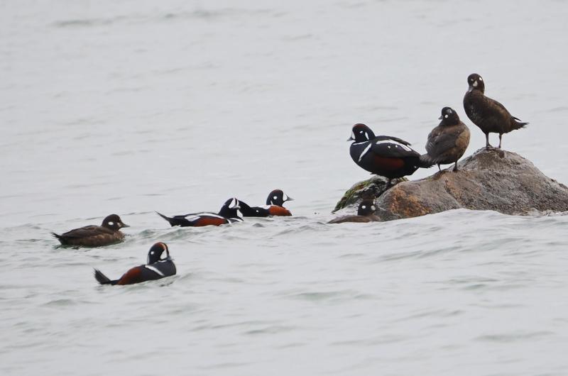 Harlequin ducks.