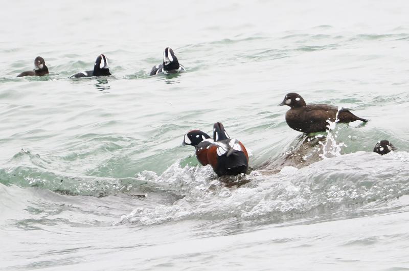 Harlequin ducks.