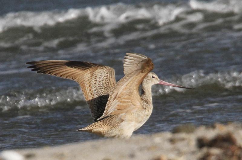 Marbled godwit.