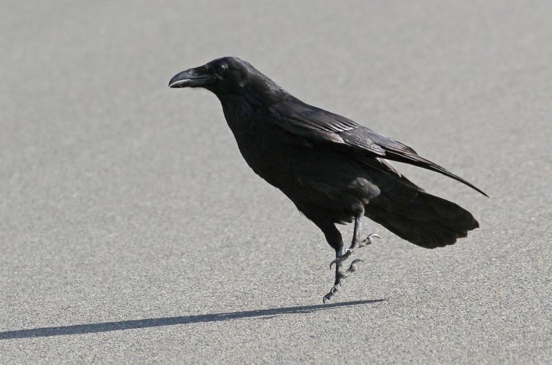Common raven.