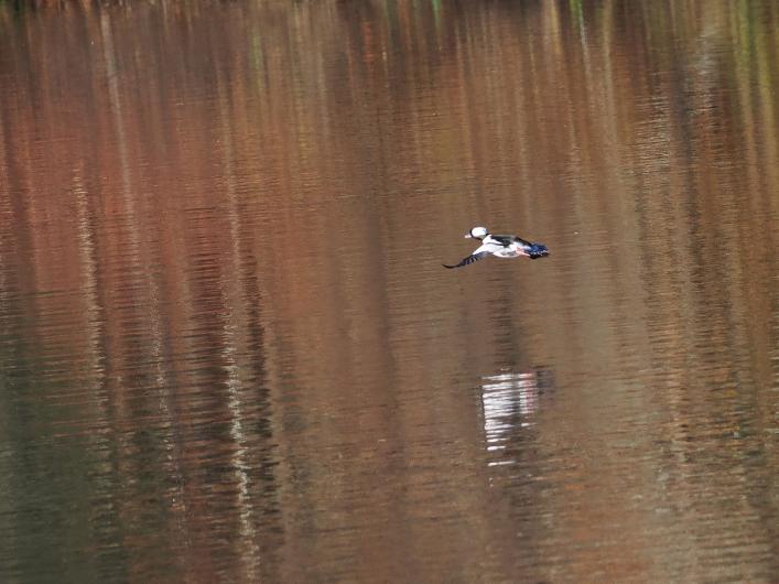 Bufflehead.