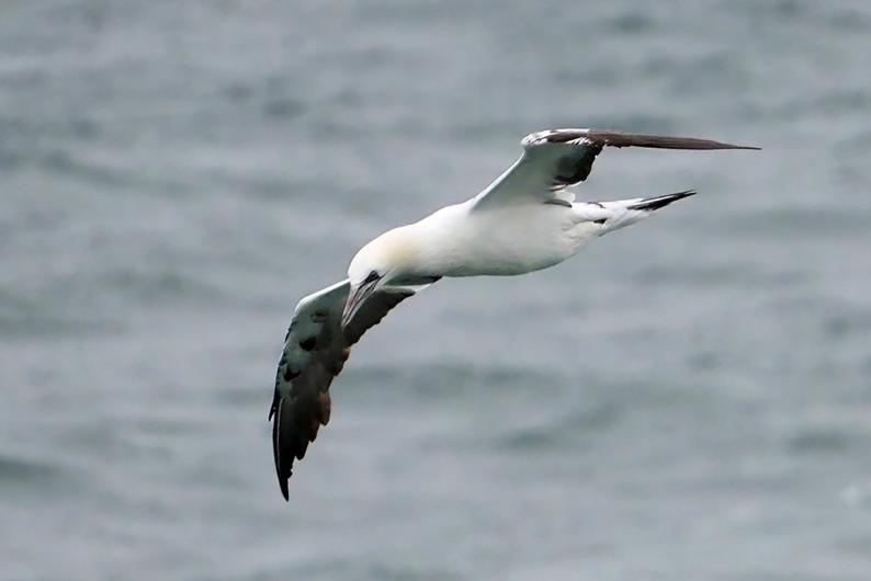 Northern gannet.