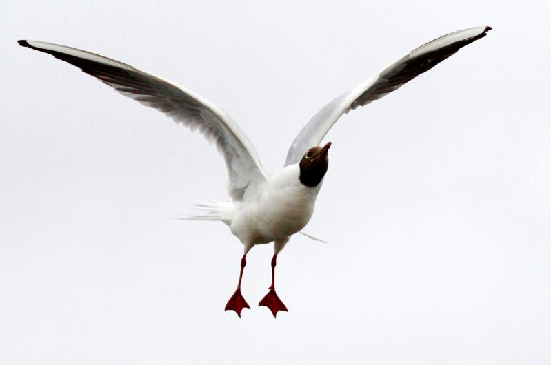 Black-headed gull.