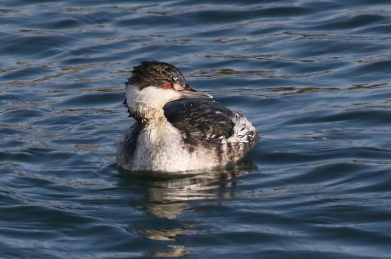 Horned grebe.