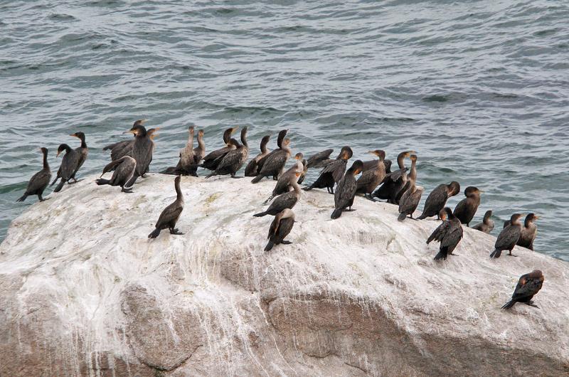 Double-crested cormorants.