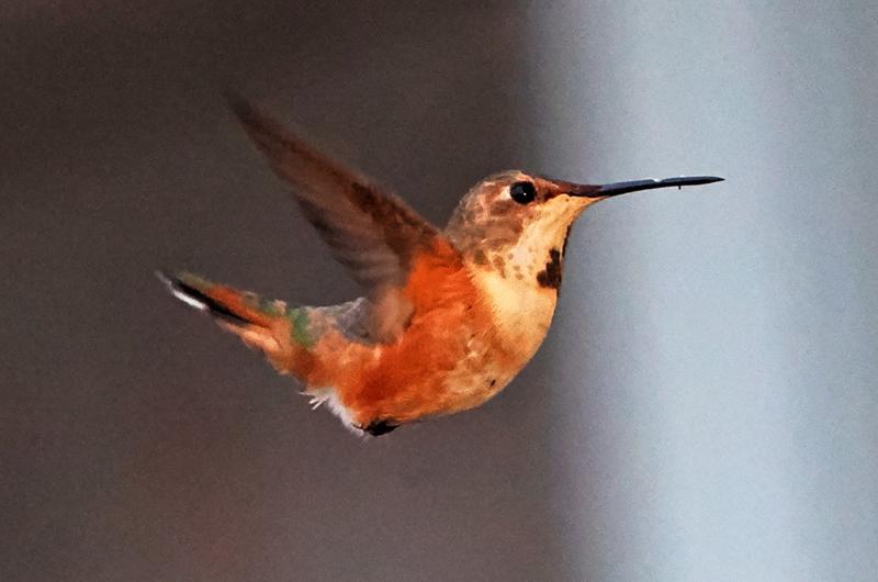 Rufous hummingbird.