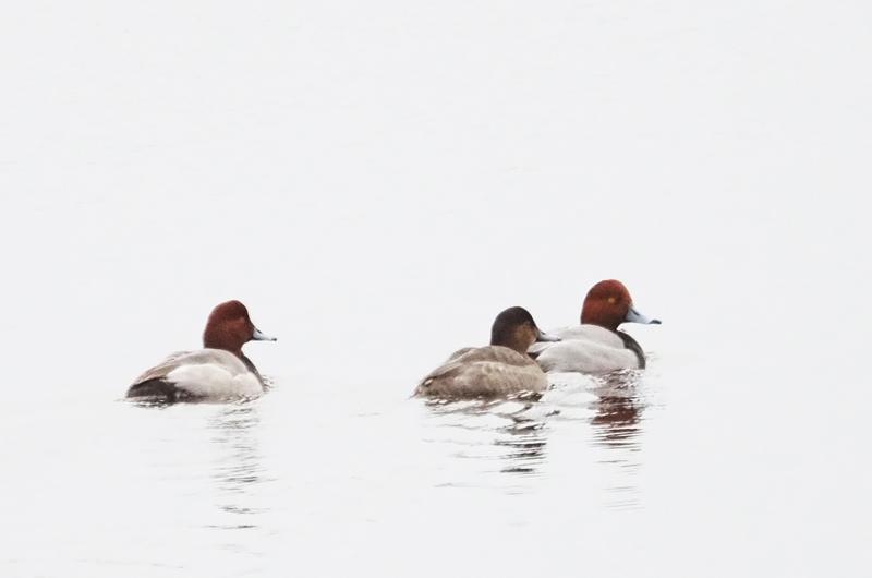 Redheads.