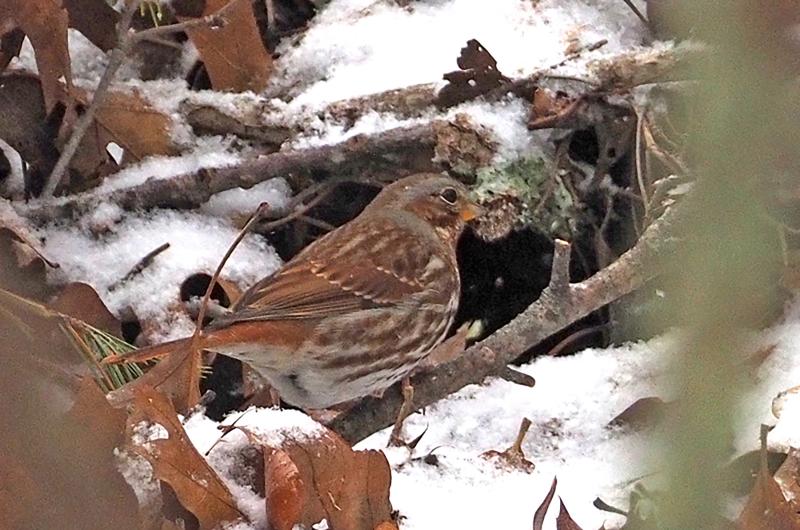 Fox sparrow.