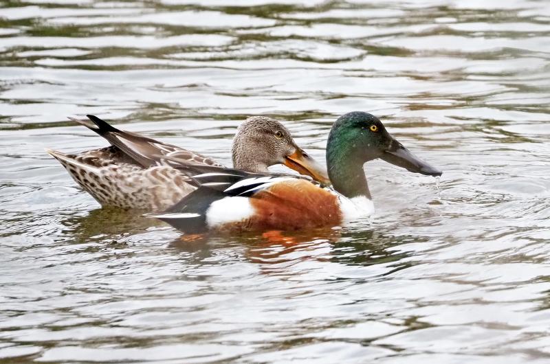 Northern shoveler.