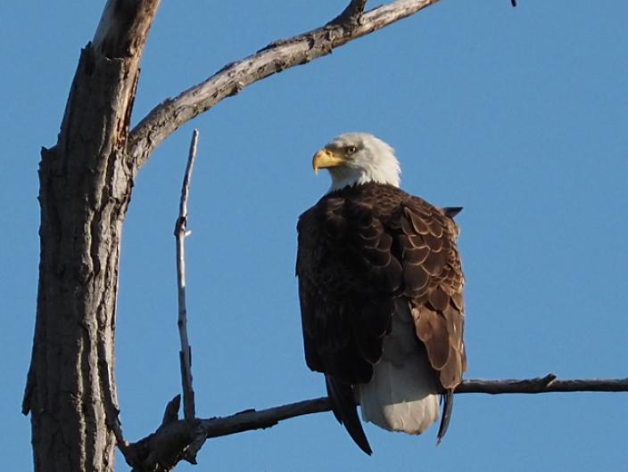 Bald eagle.