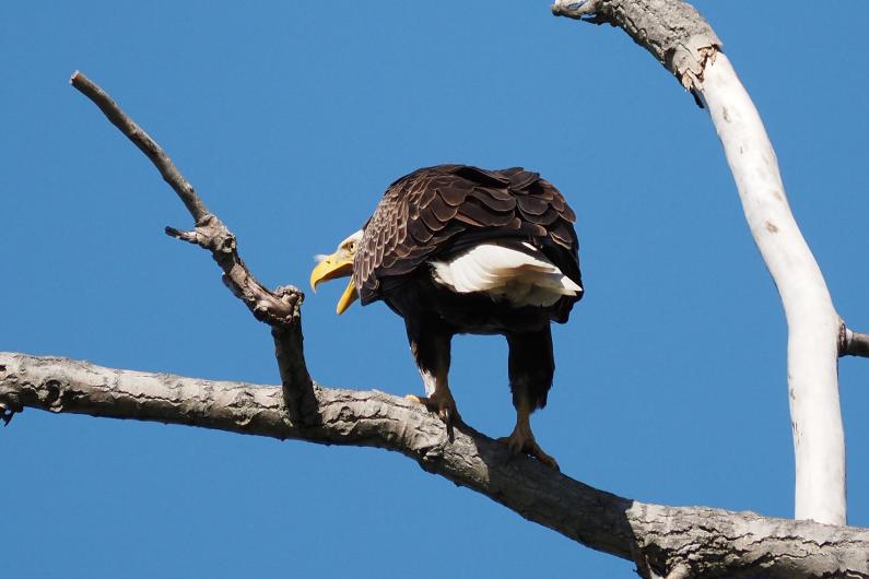 Bald eagle.