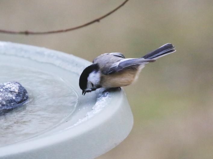 Black-capped chickadee.