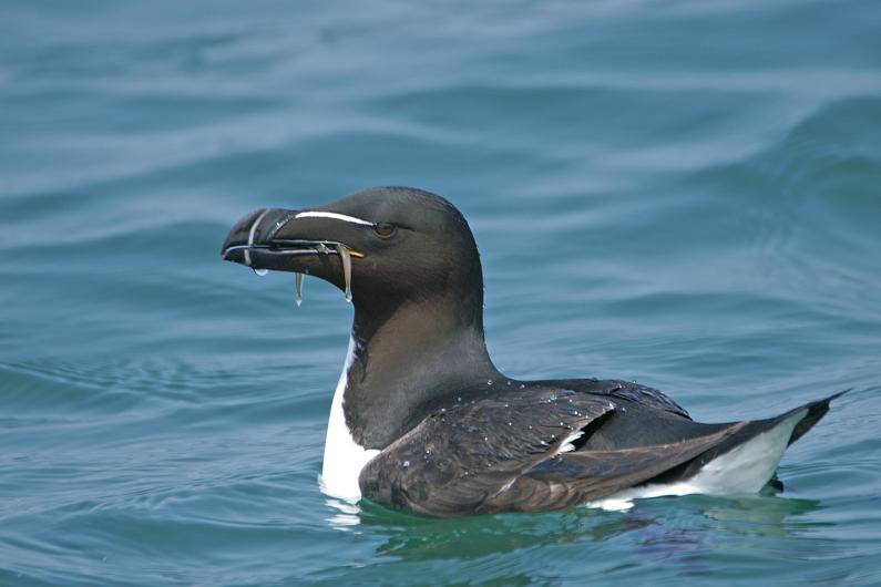 Razorbill.