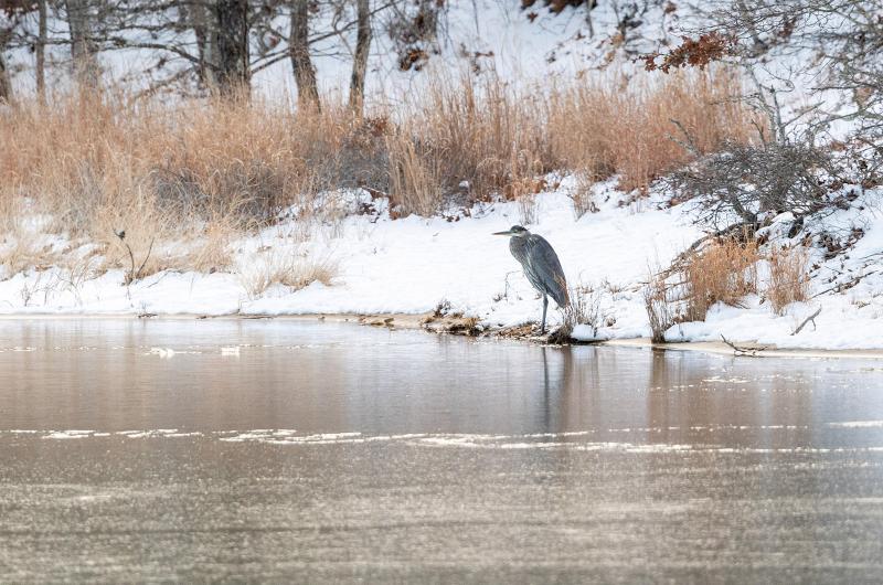 A Great Blue Heron in Tisbury Great Pond near Seppiessa.