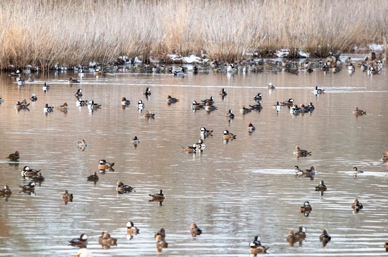 150 Hooded Mergansers were counted at the head of Town Cove.